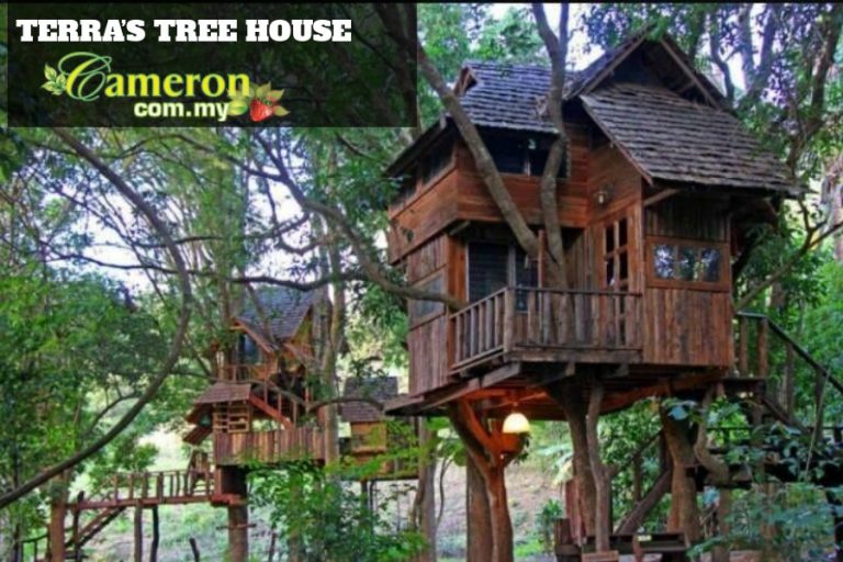 TERRAS-TREE-HOUSE