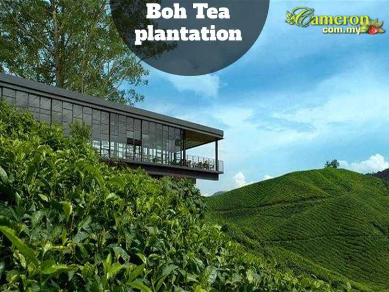 BOH-TEA-PLANTATIONS