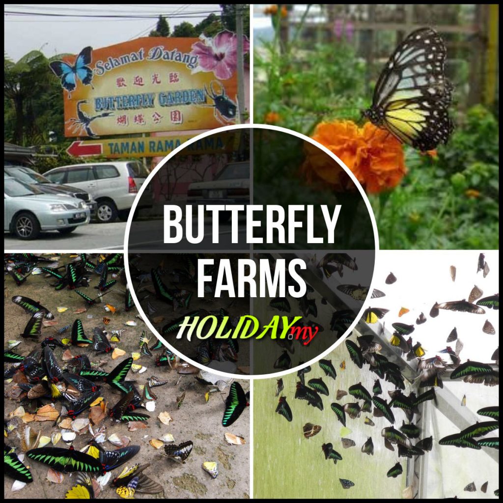 BUTTERFLY FARMS