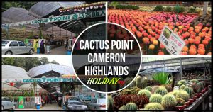 CACTUS POINT CAMERON HIGHLANDS