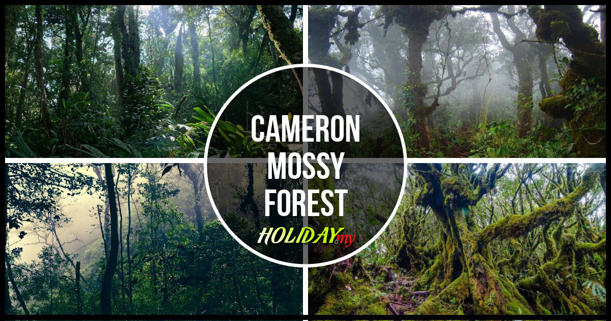 CAMERON MOSSY FOREST