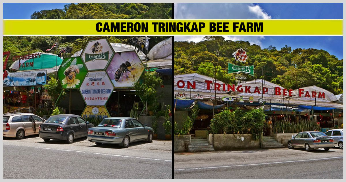 CAMERON TRINGKAP BEE FARM