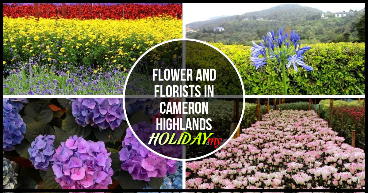 Flower and florists in Cameron Highlands