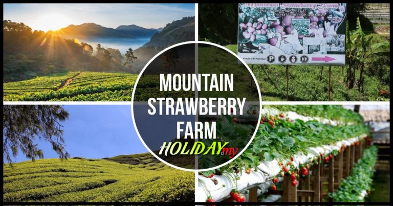 MOUNTAIN STRAWBERRY FARM