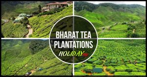 Bharat tea plantations