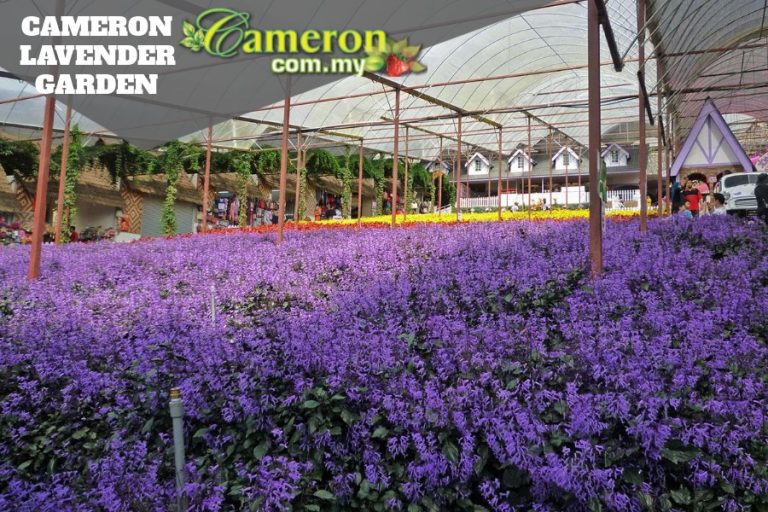 CAMERON-LAVENDER-GARDEN