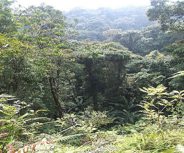 jungle-trekking-trail-3-cameron-highlands