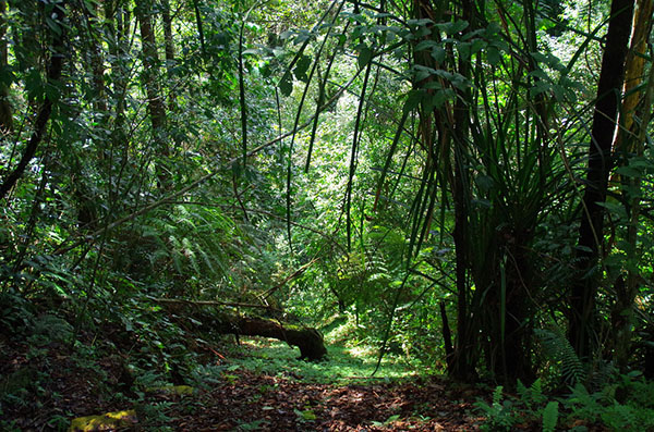 Jungle Trail No1 cameron highlands