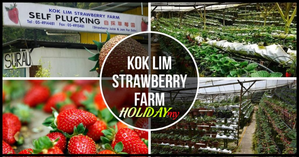 KOK LIM STRAWBERRY FARM