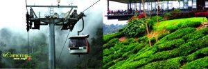 cameron highlands VS Genting Highlands