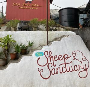 The-sheep-sanctuary cameron highlands