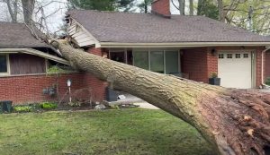 tree-fallen-backyard-until-we-regret
